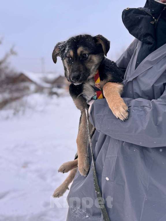 Собаки в Уфе: Щенок Девочка, 300 руб. - фото 2