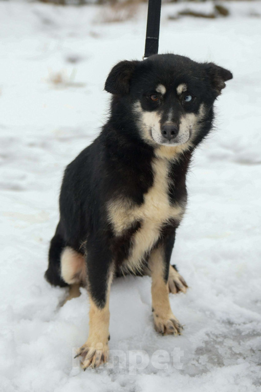 Собаки в Москве: Небольшая собачка в добрые руки Девочка, Бесплатно - фото 8