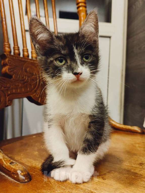 Кошки в Самаре: Метис египетского мау  Мальчик, Бесплатно - фото 3