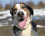Собаки в Королеве: Обаятельный Дрейк ищет своего человека Мальчик, Бесплатно - фото 2