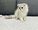 Кошки в Кудрово: Шотландский котенок фолд Мальчик, 25 000 руб. - фото 1
