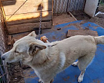 Собаки в Волжске: Отдам собаку в хорошие и добрые руки Мальчик, Бесплатно - фото 3