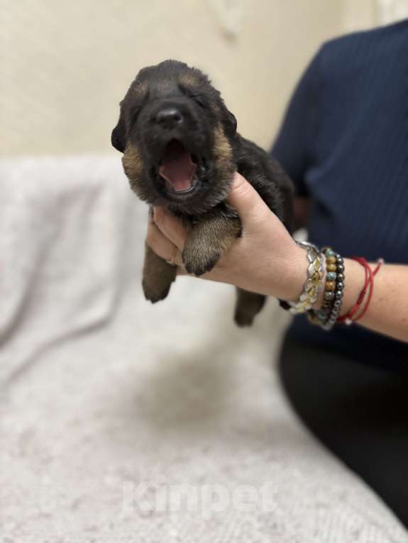 Собаки в Хабаровске: Щенки немецкой овчарки  Девочка, 45 000 руб. - фото 3