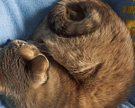 Кошки в Москве: Кошечка Сима Девочка, Бесплатно - фото 5