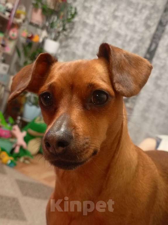 Собаки в Новосибирске: Щенки цвергпинчера Разнополые, 30 000 руб. - фото 5