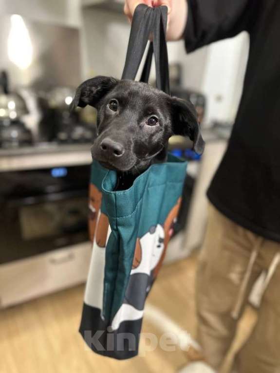 Собаки в Москве: Щенок ищет свою семью. Мальчик, Бесплатно - фото 4