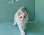 Кошки в Пензе: Котёнок девочка породы Рэгдолл - Beatrice Девочка, 65 000 руб. - фото 1
