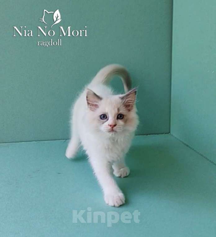 Кошки в Пензе: Котёнок девочка породы Рэгдолл - Beatrice Девочка, 65 000 руб. - фото 1
