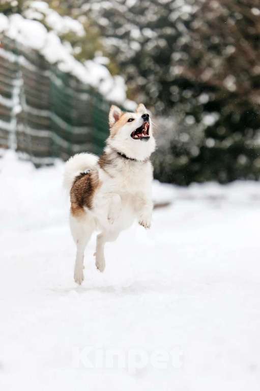 Собаки в Москве: Шпиц Фрэд в добрые руки Мальчик, 1 руб. - фото 6