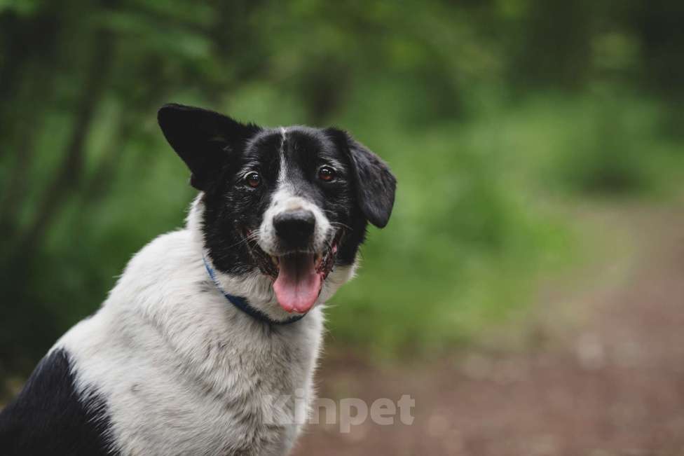 Собаки в Москве: Статный красавец без породы в добрый руки! Мальчик, Бесплатно - фото 9