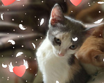 Кошки в Рязани: Кошечка трехцветка Девочка, 10 руб. - фото 3