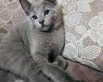 Кошки в Москве: Русские голубые котята, 45 000 руб. - фото 8