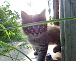 Кошки в Иваново: Отдадим в добрые руки двух замечательных котят. Мальчик, 1 руб. - фото 10