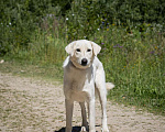 Собаки в Москве: Белый. Самый хороший мальчик  Мальчик, 1 руб. - фото 5