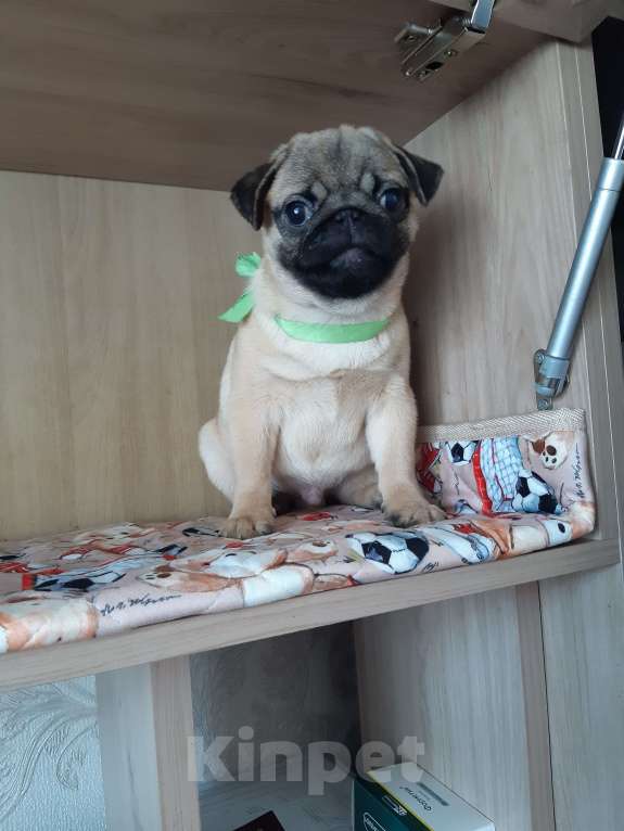 Собаки в Новосибирске: Мопс мальчик 4х мес с документами РКФ Мальчик, 45 000 руб. - фото 2