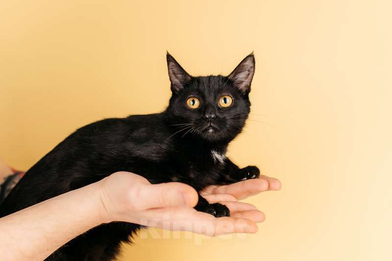 Кошки в Москве: Черный золотоглазый котенок Юна в добрые руки Девочка, 1 руб. - фото 2