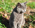 Кошки в Люберцах: Срочно ищем дом до холодов для котенка Грейс Девочка, Бесплатно - фото 4