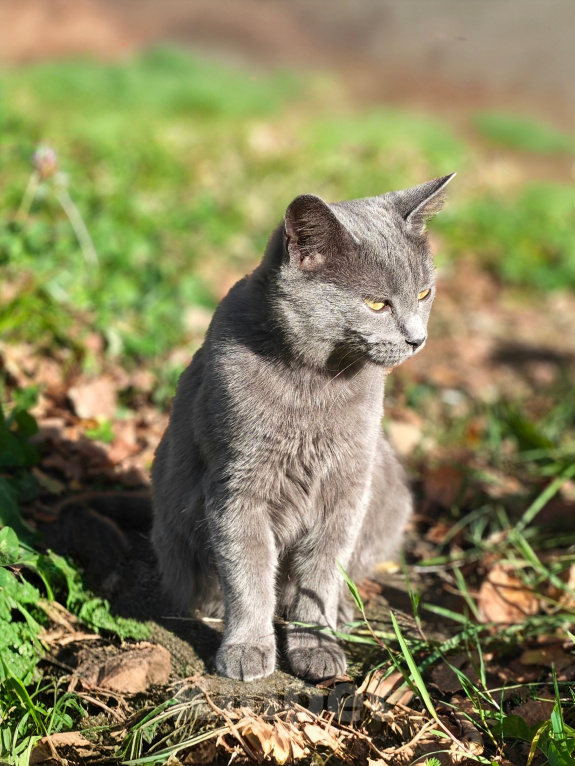 Кошки в Люберцах: Срочно ищем дом до холодов для котенка Грейс Девочка, Бесплатно - фото 4