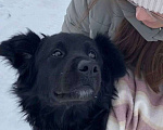 Собаки в Уфе: Белла ищет дом ❤️ Девочка, 1 руб. - фото 5