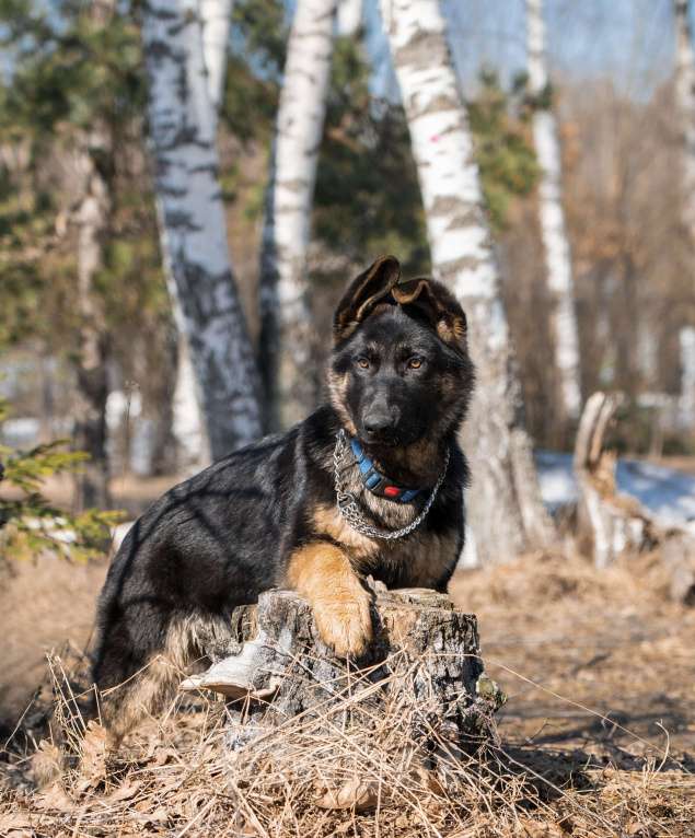 Собаки в других городах Московской области: Собаки щенки немецкой овчарки рабочего разведения Девочка, 80 000 руб. - фото 2