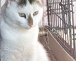 Кошки в Санкт-Петербурге: Капелька, молодой роскошный котик ищет дом Мальчик, 10 руб. - фото 4