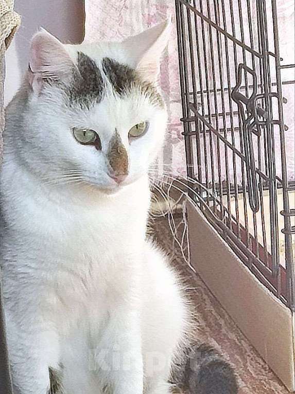 Кошки в Санкт-Петербурге: Капелька, молодой роскошный котик ищет дом Мальчик, 10 руб. - фото 4