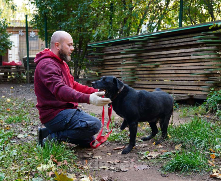 Собаки в Балашихе: Рик Мальчик, Бесплатно - фото 2
