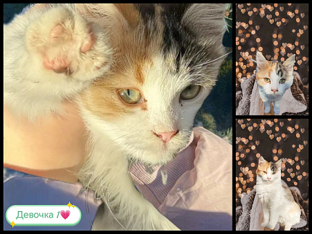 Котята ищут свои любящие семьи ❤️