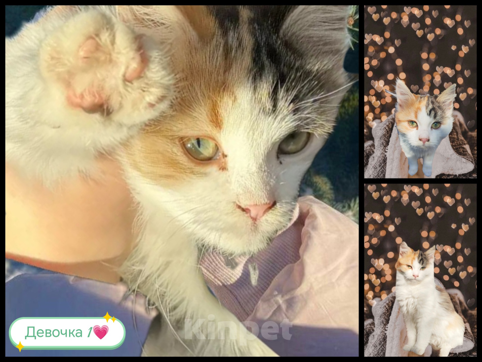 Кошки в Протвино: Котята ищут свои любящие семьи ❤️ Девочка, Бесплатно - фото 1