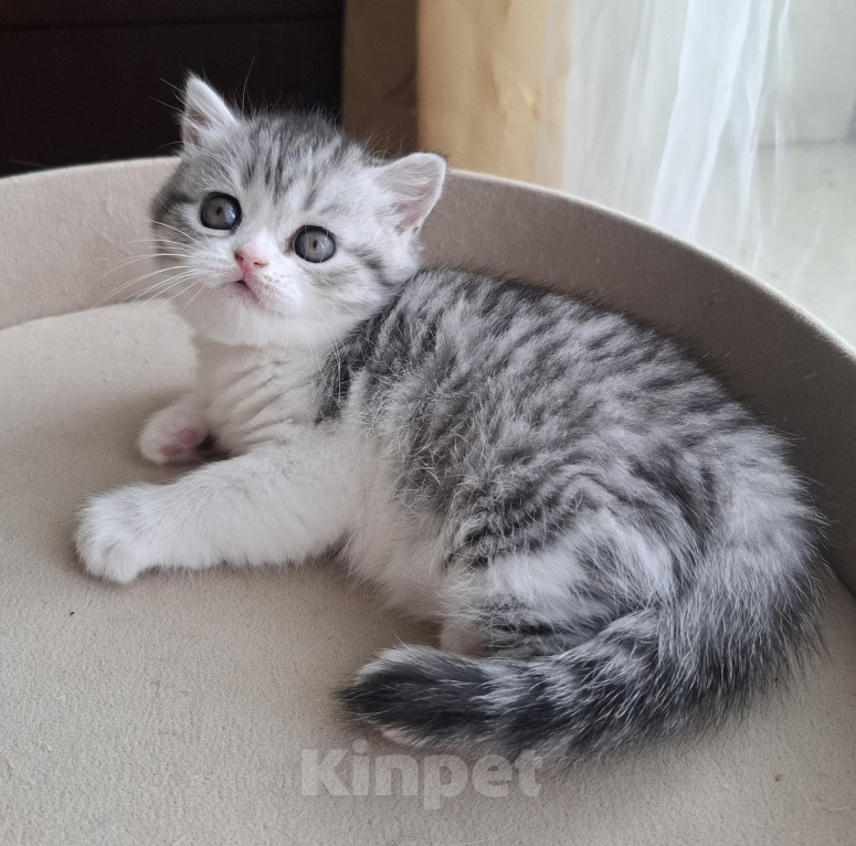 Кошки в Ярославле: Шотландская короткошёрстная девочка Девочка, 30 000 руб. - фото 7