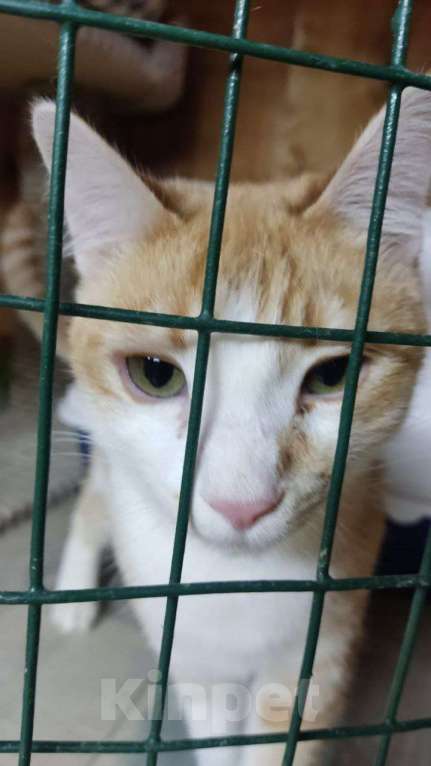 Кошки в Москве: Котенок в добрые руки Мальчик, Бесплатно - фото 3