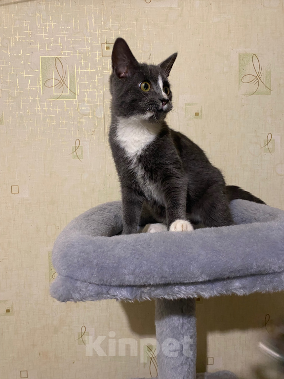 Кошки в Долгопрудном: Котенок из приюта Мальчик, Бесплатно - фото 3
