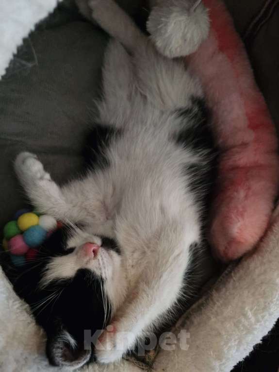 Кошки в Москве: Котенок в добрые руки Девочка, 10 руб. - фото 5