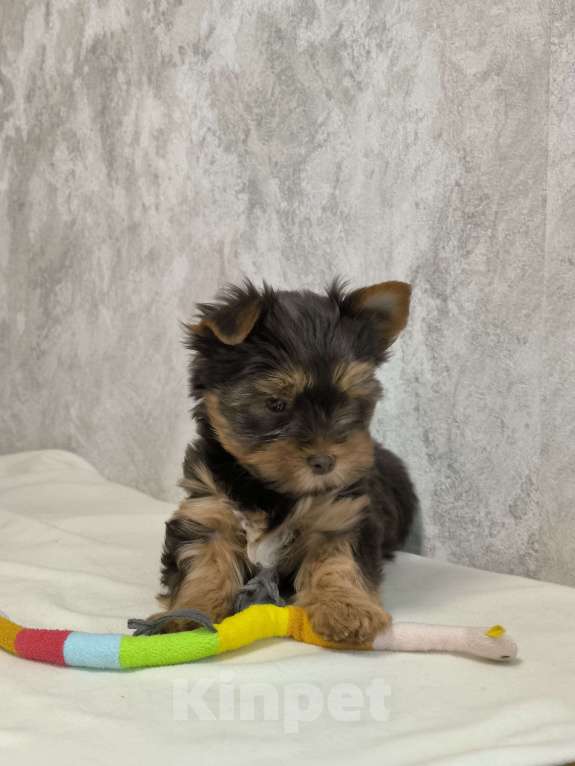 Собаки в Москве: Цветной йорк. Мальчик, 56 000 руб. - фото 4