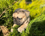 Собаки в Краснодаре: Щенок французкого бульдога Девочка, 60 000 руб. - фото 1