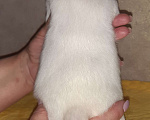 Собаки в Пензе: Щенки Джек Рассел терьер мальчик 1 Мальчик, 25 000 руб. - фото 2