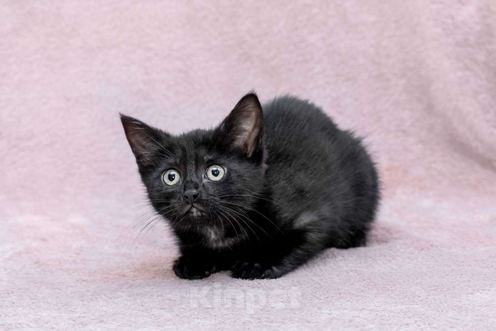 Кошки в Москве: котенок Коржик ищет дом Мальчик, Бесплатно - фото 3