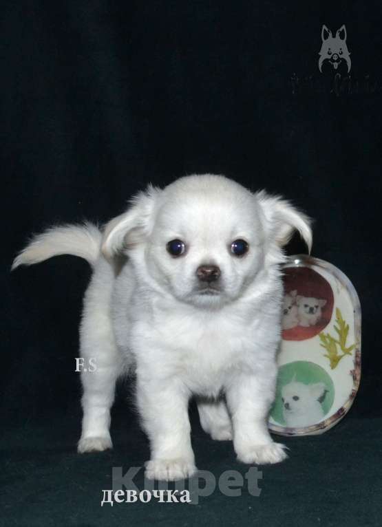 Собаки в Санкт-Петербурге: девочка чихуахуа Девочка, 40 000 руб. - фото 1