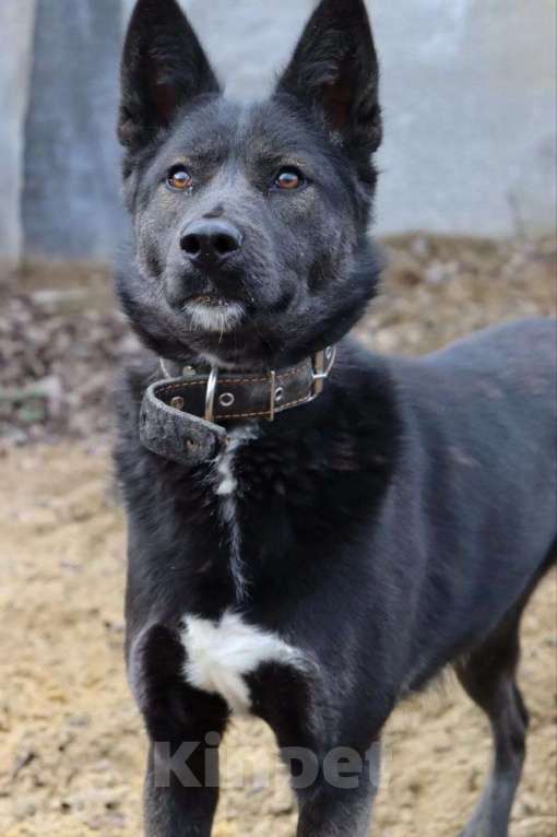 Собаки в Люберцах: Нереально красивая и умная собака Ассоль Девочка, Бесплатно - фото 1