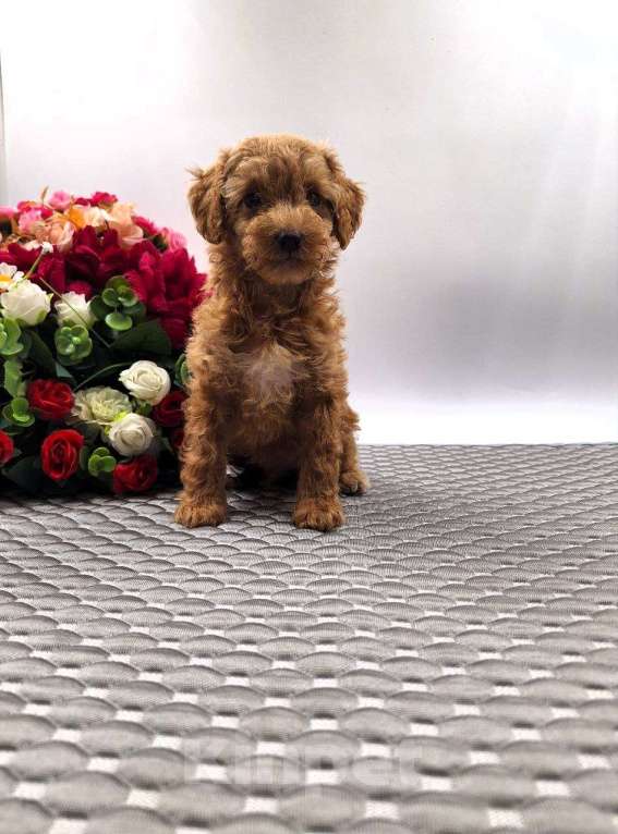 Собаки в Новосибирске: Щенки пуделя Разнополые, Бесплатно - фото 5