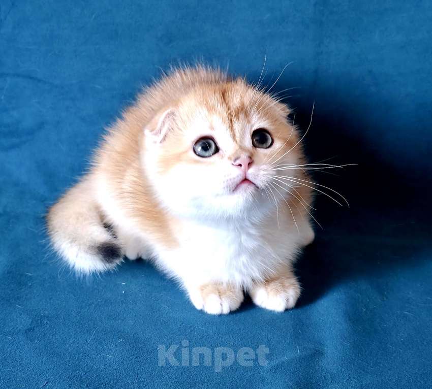 Кошки в Калуге: Richard SFS ny 12 Мальчик, Бесплатно - фото 4