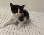 Кошки в Санкт-Петербурге: Котенок девочка 1,5 месяца домашняя Девочка, Бесплатно - фото 4