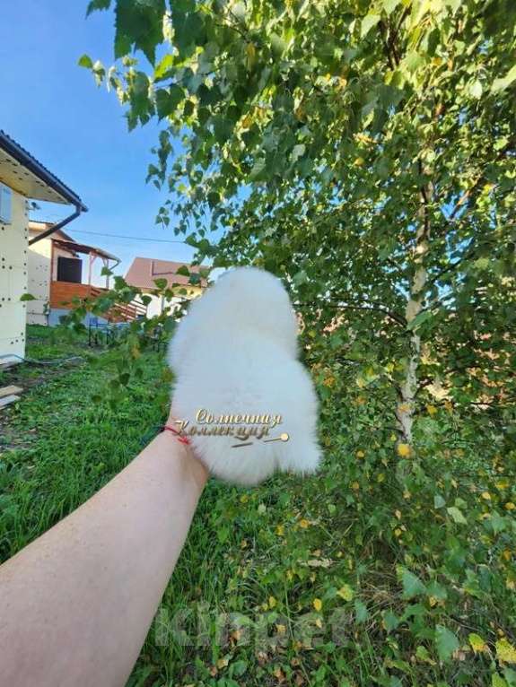 Собаки в Москве: Мальчик померанского шпица мини мишка Мальчик, Бесплатно - фото 2