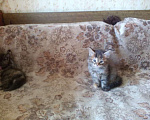 Кошки в Бронницах: Котята для добрых людей Девочка, Бесплатно - фото 2
