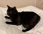 Кошки в Москве: Черная молодая кошка Ночка в добрые руки Девочка, 10 руб. - фото 7