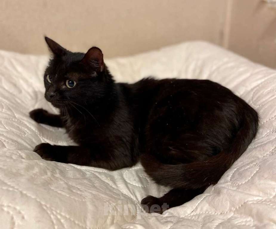 Кошки в Москве: Черная молодая кошка Ночка в добрые руки Девочка, 10 руб. - фото 7