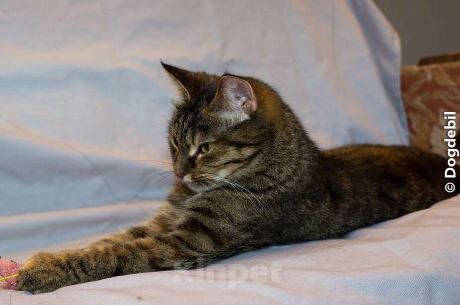 Кошки в Москве: Натан - чудо-кот (1,5 г.) в добрые руки Мальчик, Бесплатно - фото 2