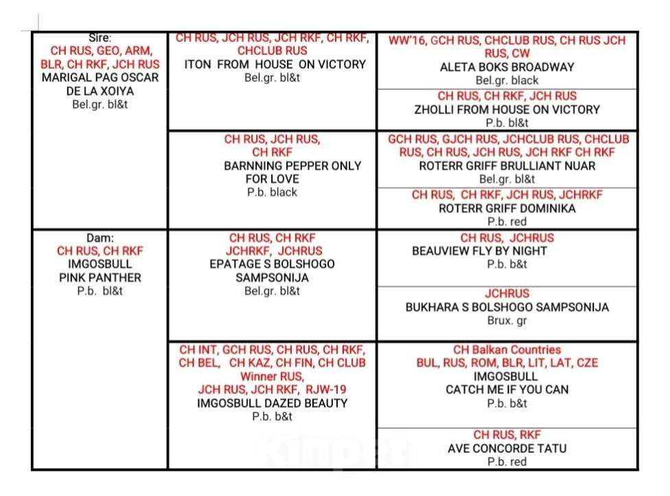 Собаки в Москве: Джой Мальчик, Бесплатно - фото 6