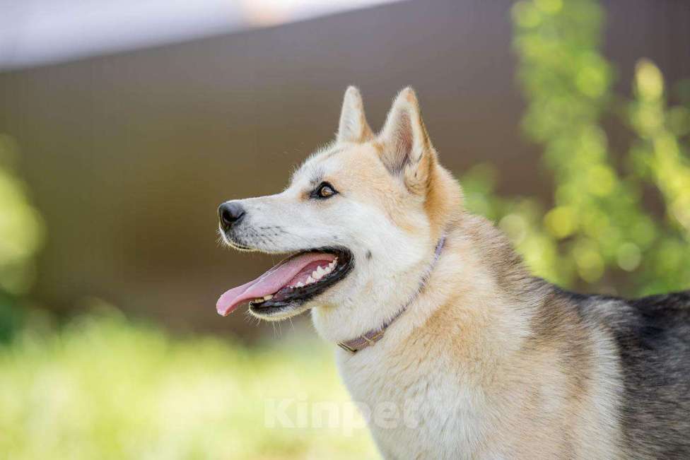 Собаки в других городах Московской области: Не только человеку нужен человек Девочка, Бесплатно - фото 4