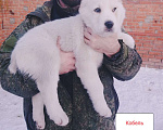 Собаки в Красноармейске:   Ищут заботливых родителей щенки САО (Алабай).  Мальчик, Бесплатно - фото 5